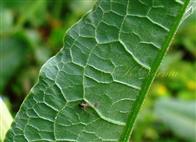 Part of Papillose Leaf (Abaxial View)